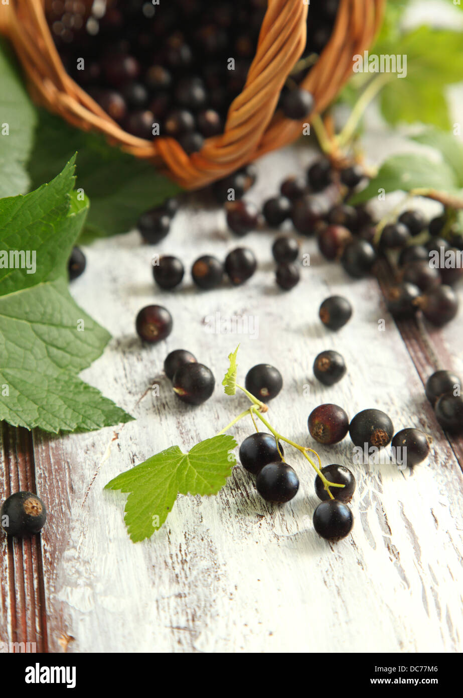 Ribes nero in cesto Foto Stock