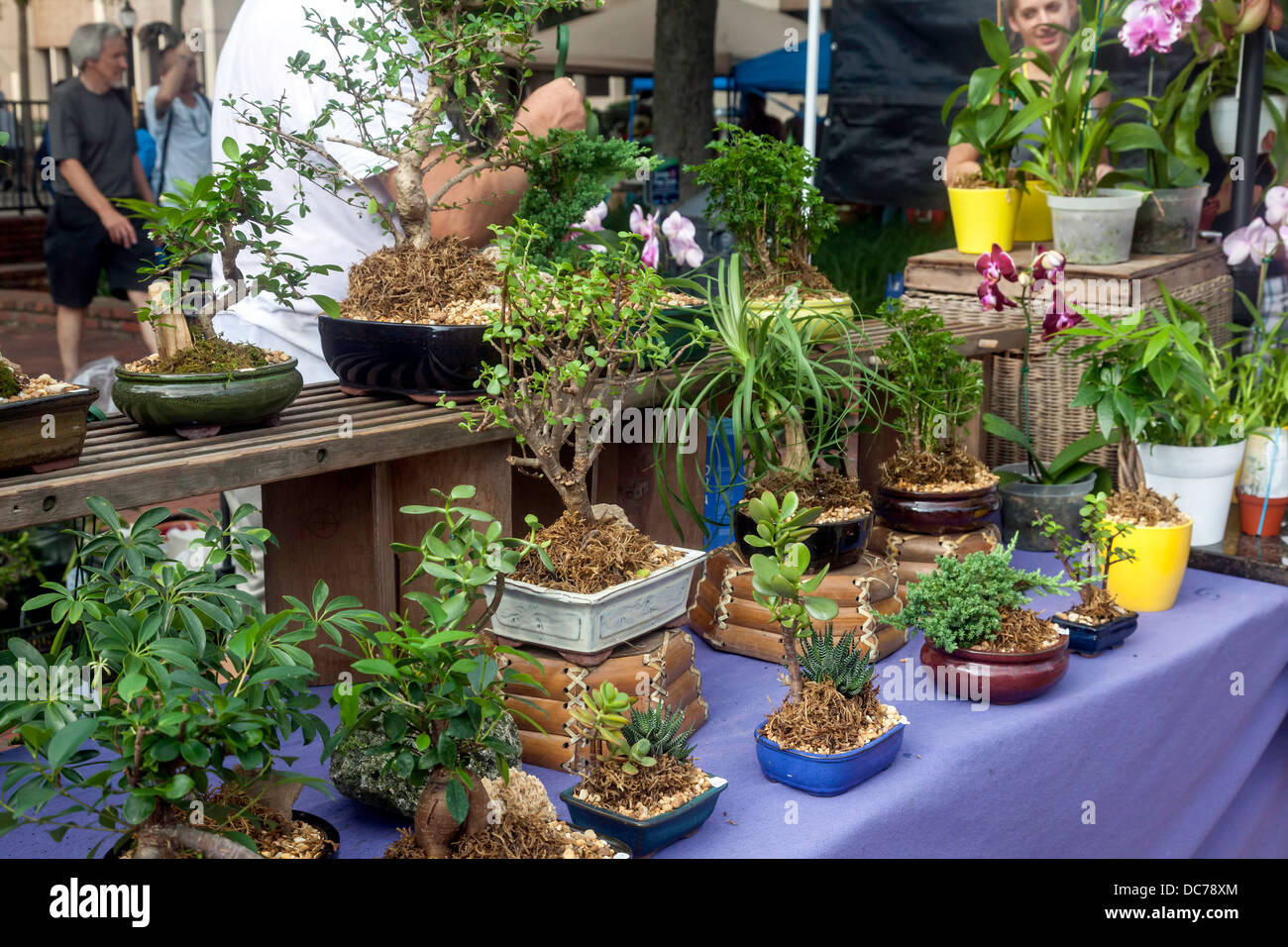 Bonsai, orchidee e ornamentali piante in vaso per la vendita al mercato agricolo. Foto Stock
