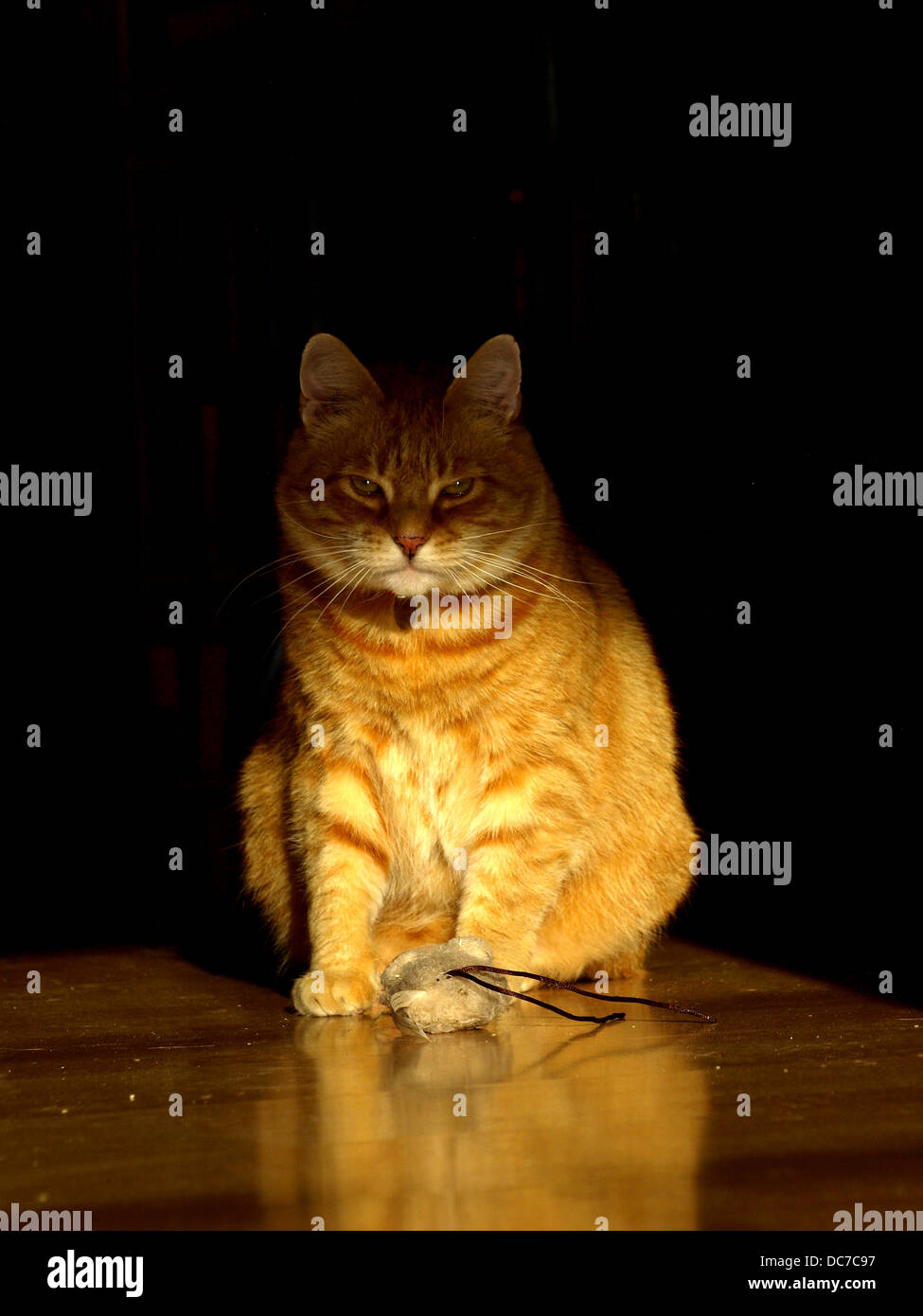 Topo di gatto immagini e fotografie stock ad alta risoluzione - Alamy