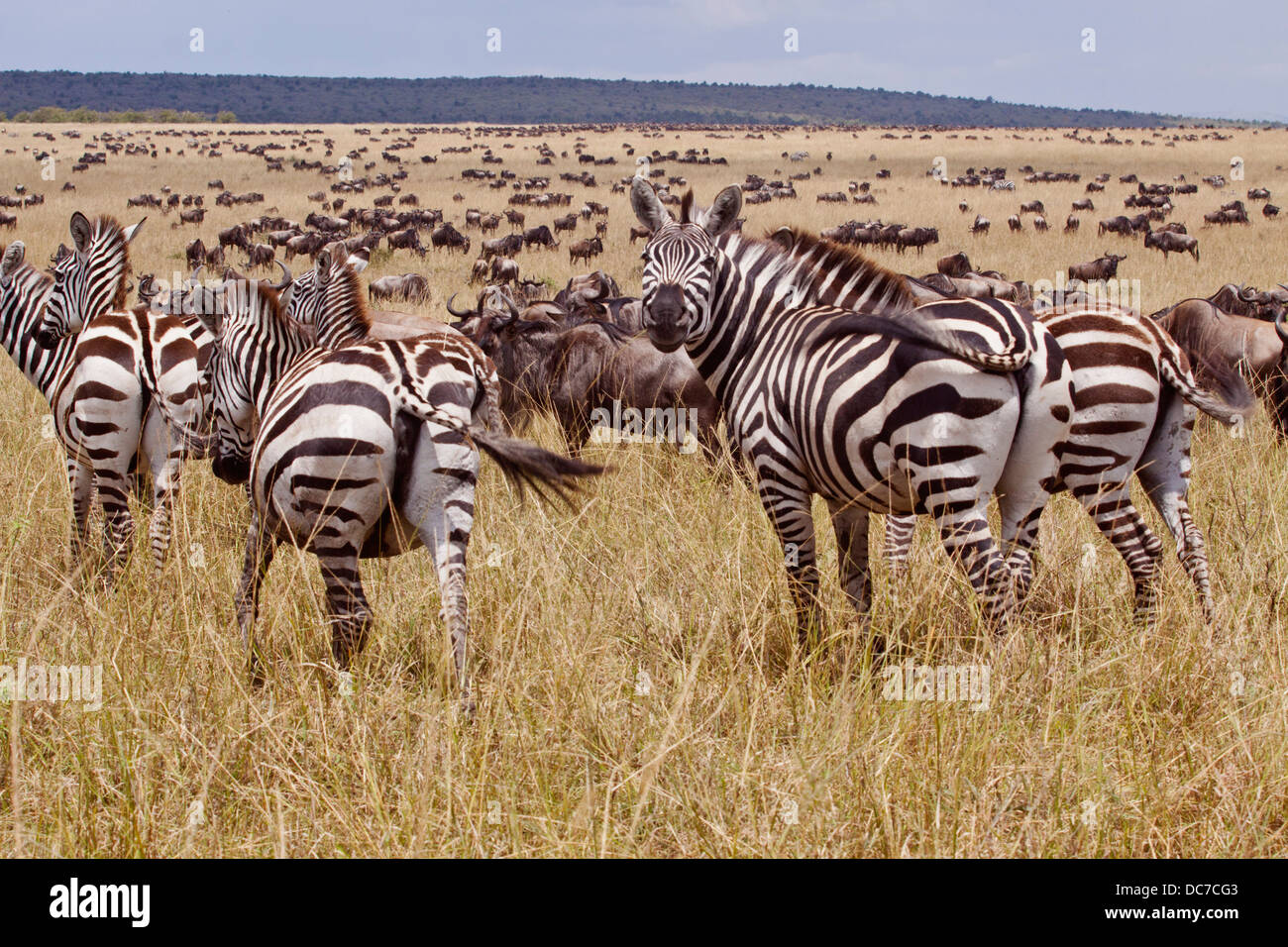 Zebre e GNU durante la migrazione. Foto Stock