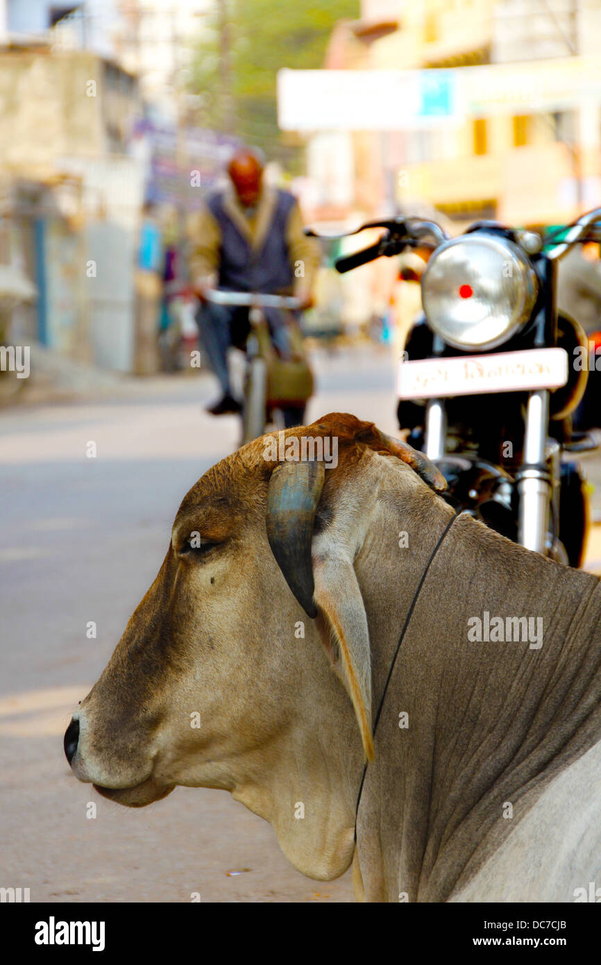 Una mucca in appoggio sulla strada a Varanasi (India). Gli animali sono sacri per gli induisti e sono comuni vista sulle strade Foto Stock