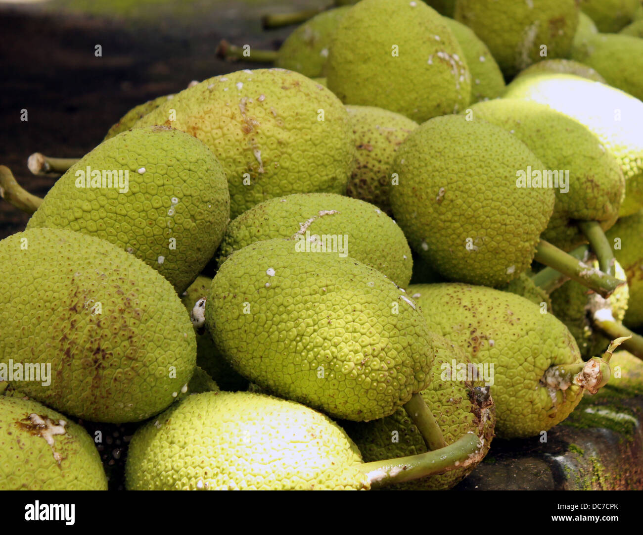 Bradfruits Foto Stock