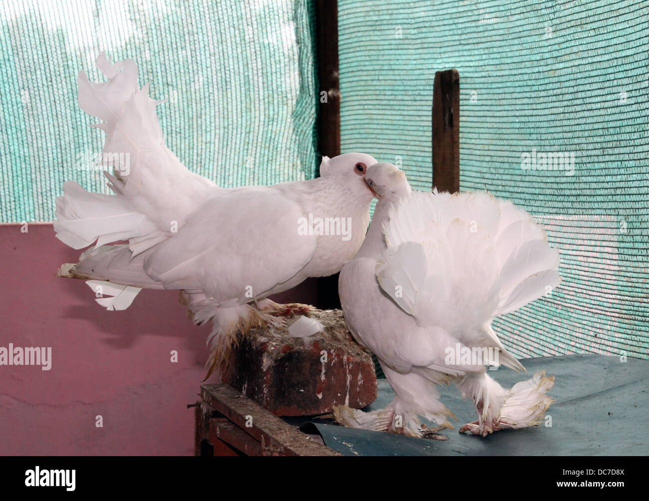 Una madre pigeon alimenta la sua seduta del bambino Foto Stock