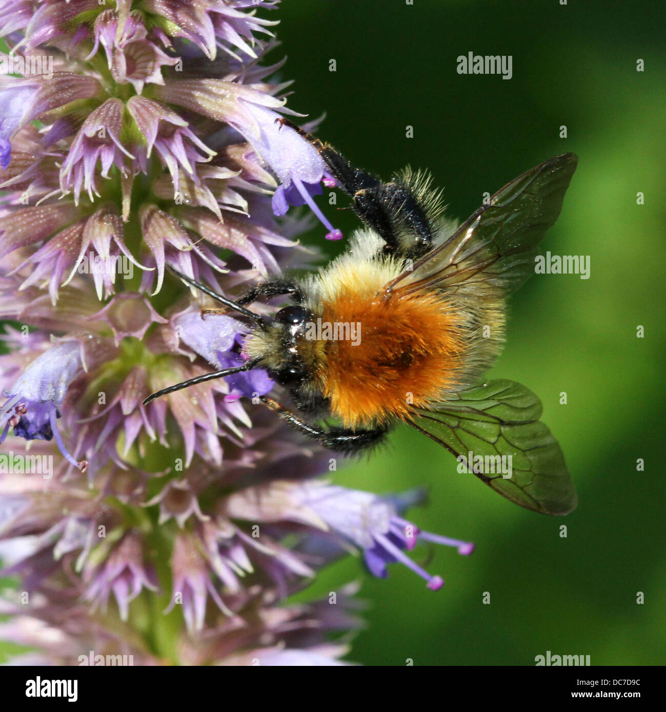 Macro dettagliata di una carda comune-bee (Bombus pascuorum), visto l'alimentazione in una varietà di fiori selvatici (oltre 40 immagini in serie) Foto Stock