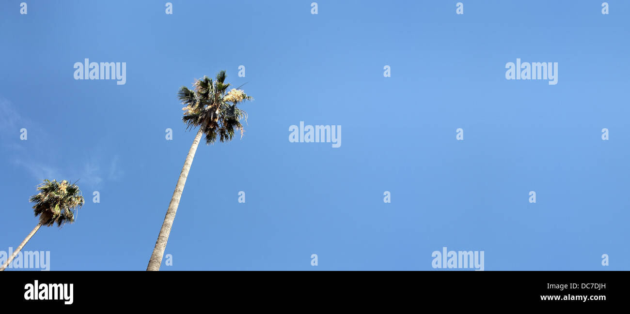 Corona di palme in alto nel cielo blu Foto Stock