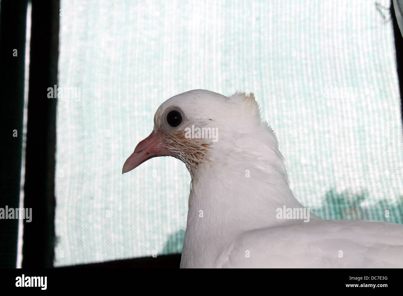 Close up di un piccione bianco Foto Stock