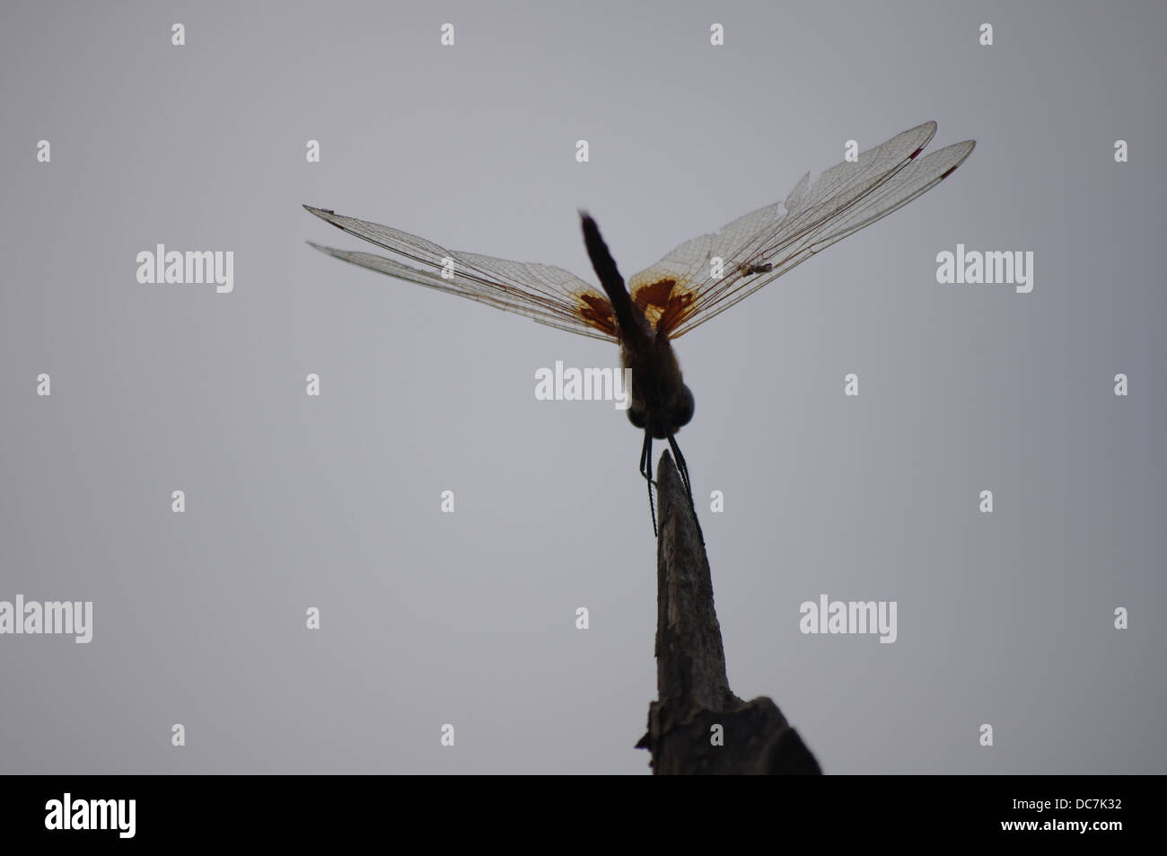 Incredibile gigante libellula africana SENEGAL Foto Stock