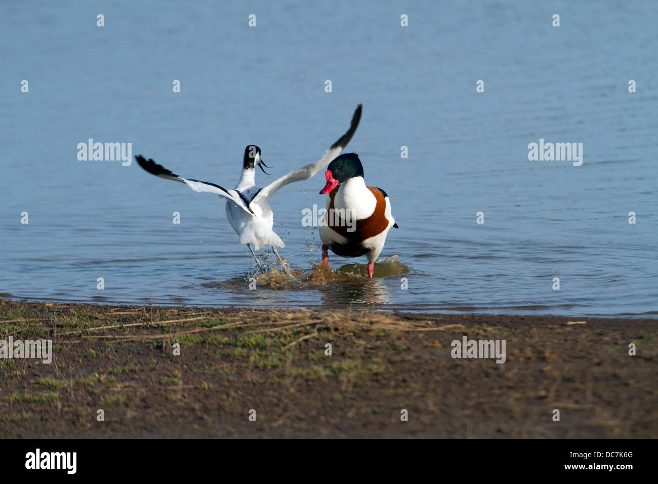 Il comportamento aggressivo di avocette (Recurvirostra avosetta). Francese: Avocette élégante tedesco: Säbelschnäbler spagnolo: Avoceta común Foto Stock