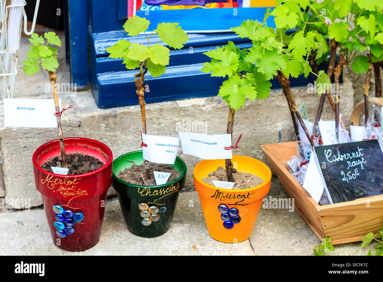 Diversi tipi di uva giovani germogli disponibile per la vendita in St-Emilion, Francia Foto Stock