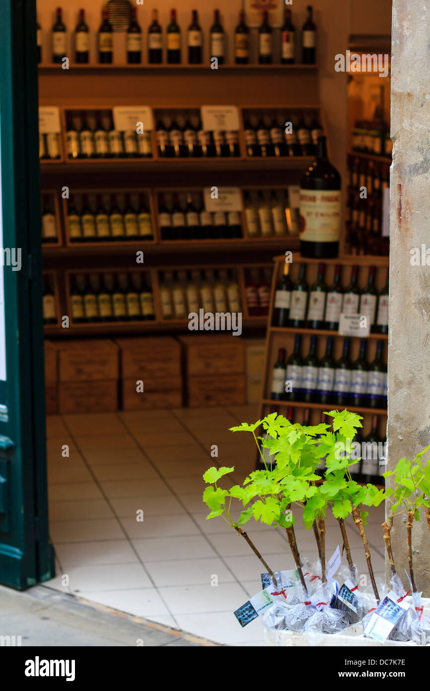 Wine Shop in St-Emilion village, Francia. Giovani vite prole in vendita all'ingresso del negozio Foto Stock