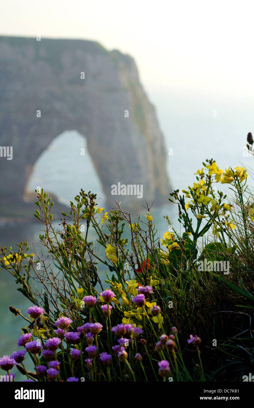 Etretat (Normandia, Francia) il paesaggio: Armeria maritima fiore in primo piano con il famoso arche falaise sullo sfondo Foto Stock
