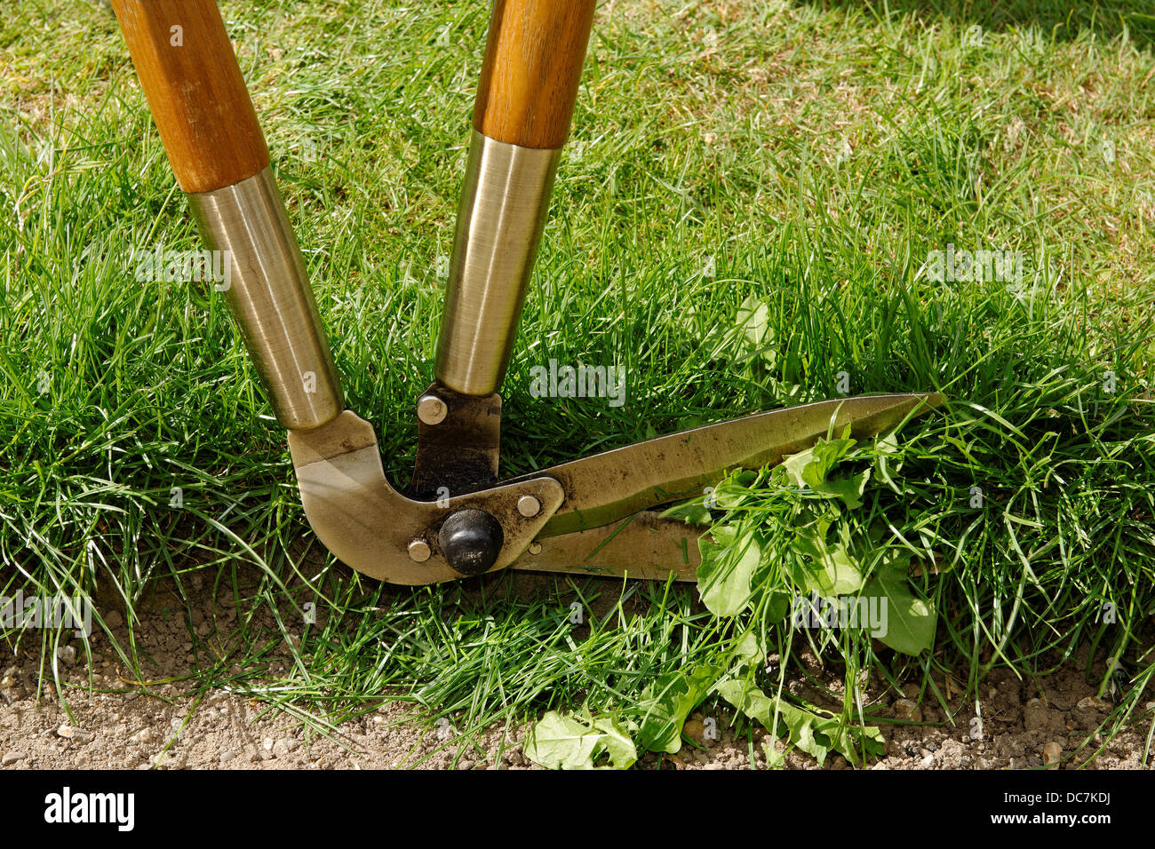 Close up di un paio di forbici la rifilatura del bordo di un giardino Foto Stock