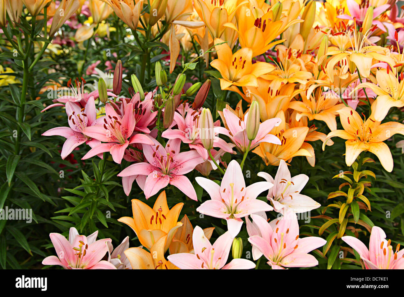 Arancione e gigli rosa su un aiuola di fiori Foto Stock