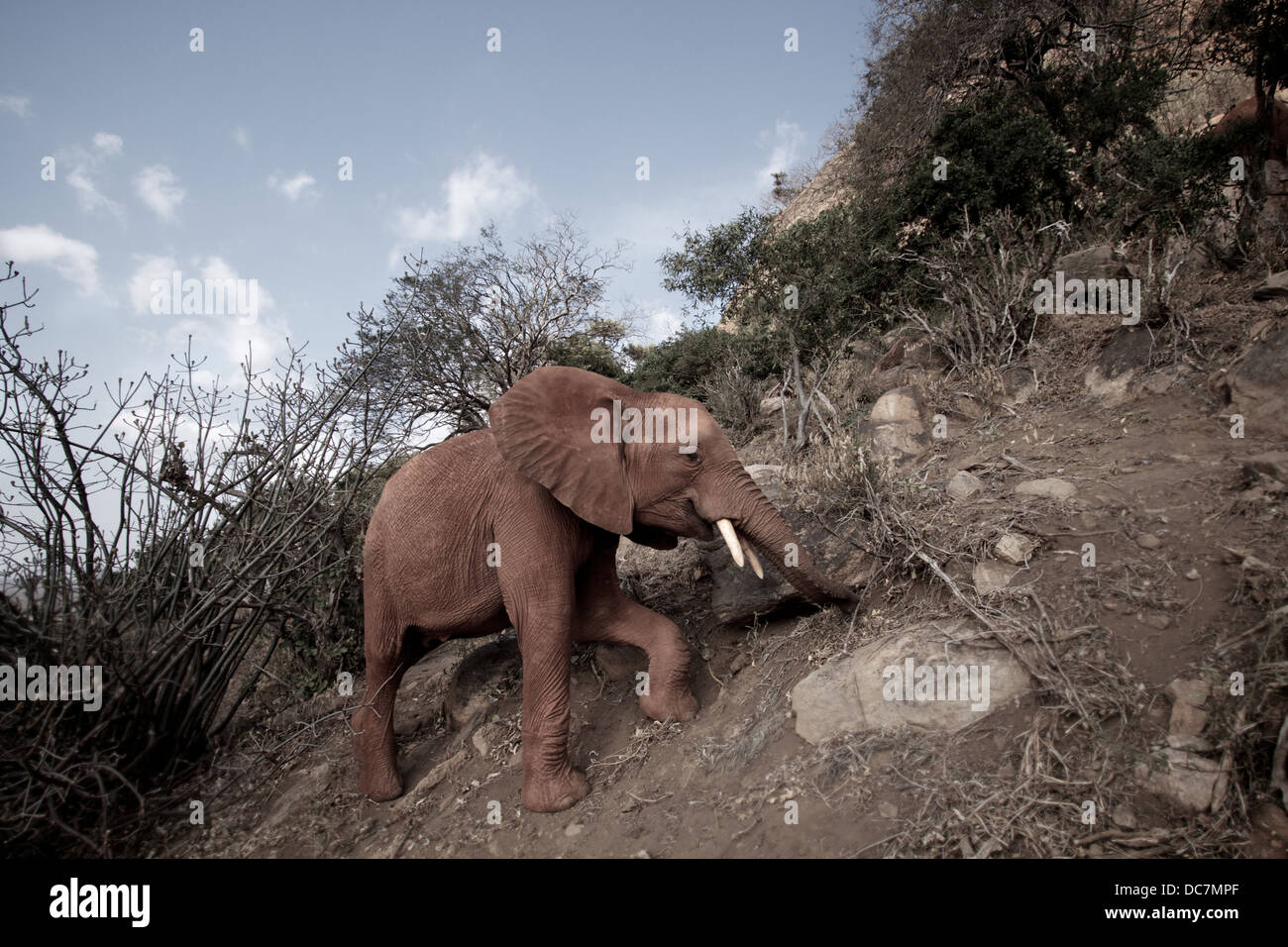 Elefante africano lambisce sul lato della collina. Tsavo . Kenya Africa Foto Stock