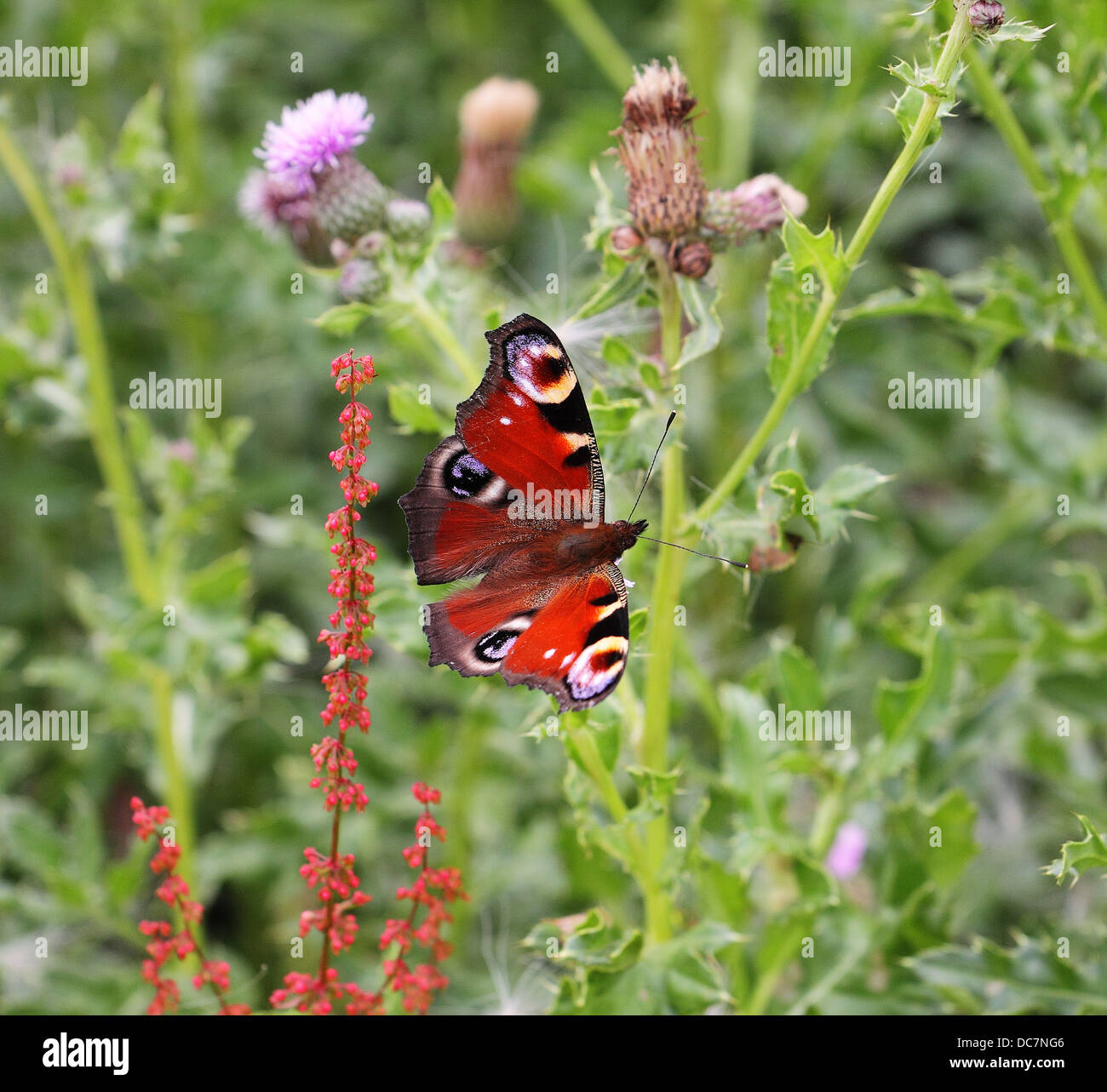 Farfalla pavone su un fiore di cardo Foto Stock