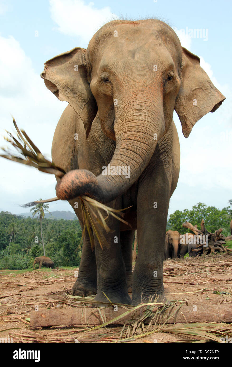 Lankesian Elephant (Elephas maximus Maximus) mangiando e guardando nella telecamera, girato dal di sotto, Pinnawela, Sri Lanka Foto Stock