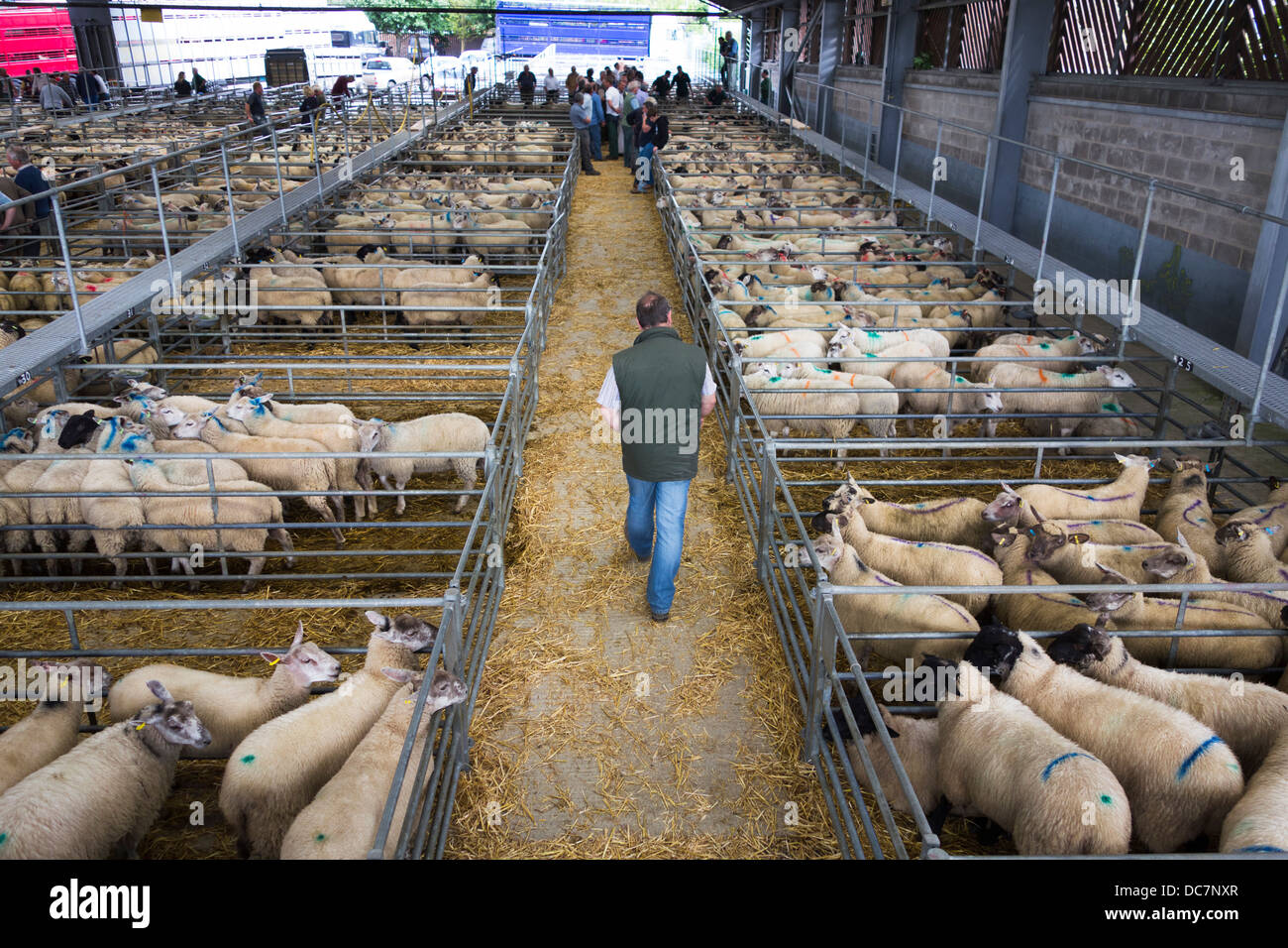 Un agricoltore a Melton Mowbray Mercato, Leicestershire, England, Regno Unito Foto Stock