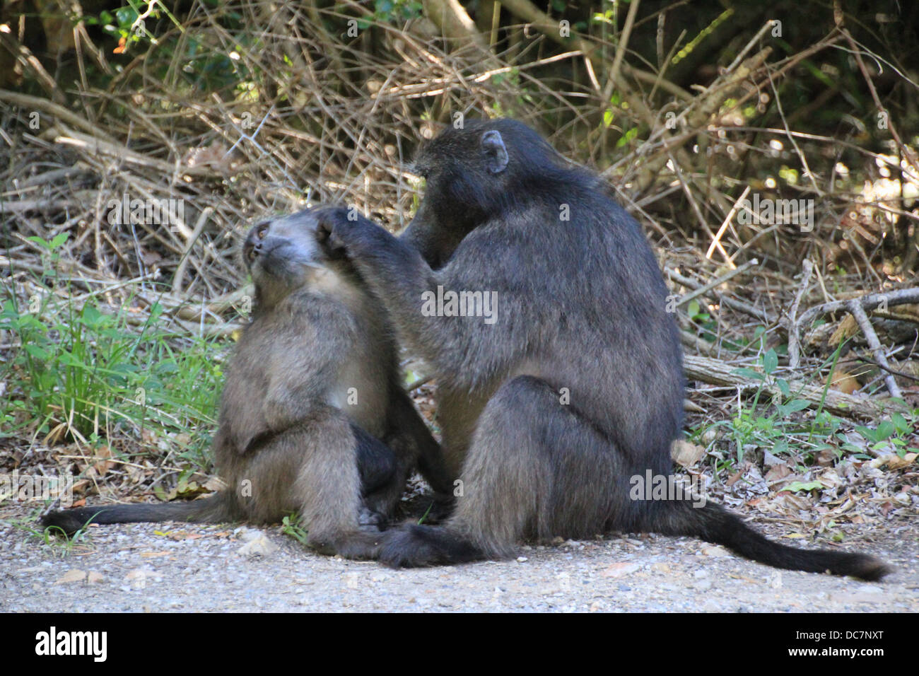 Le scimmie preening Foto Stock