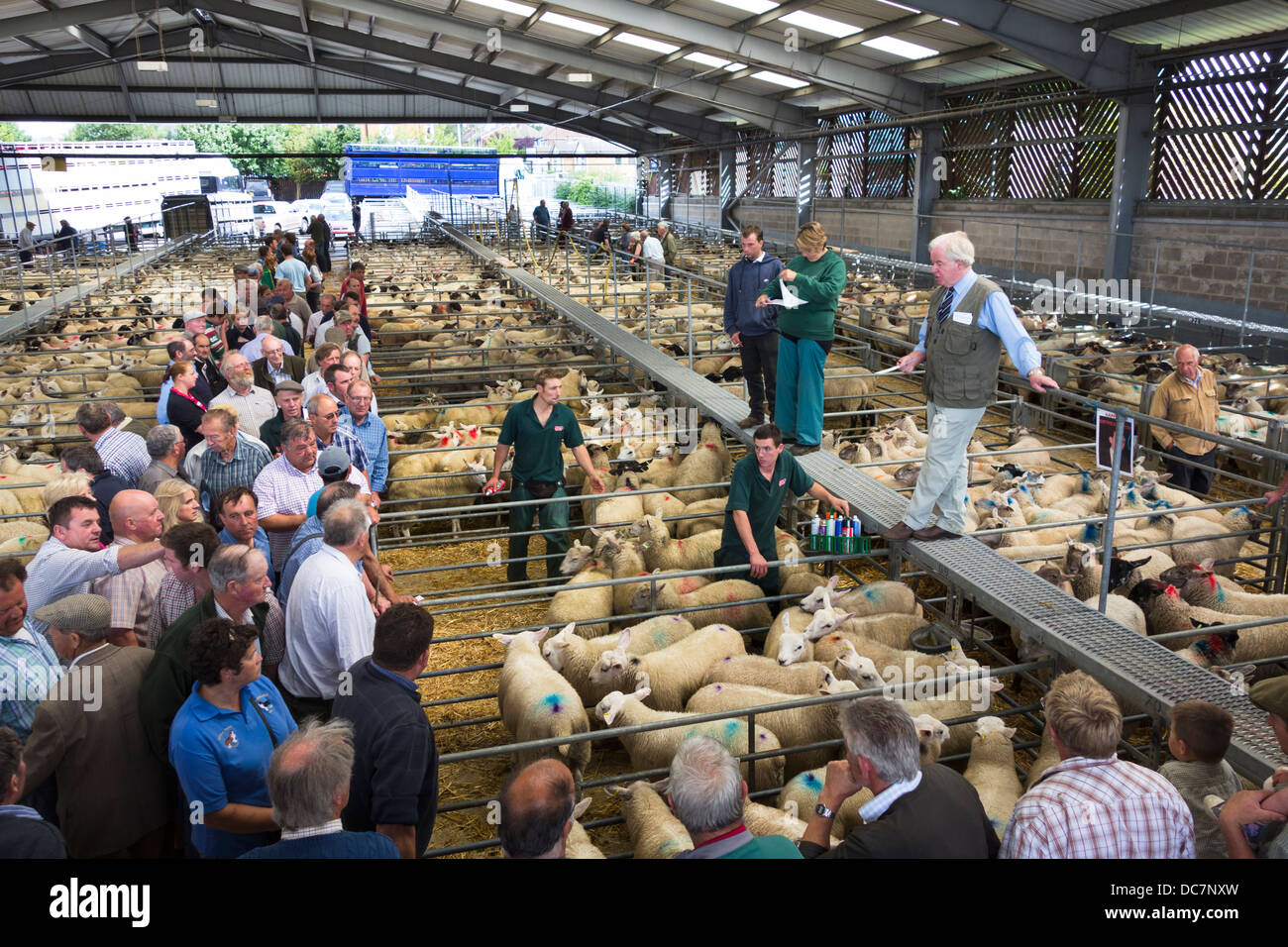 L'asta di bestiame a Melton Mercato, melton mowbray, leicestershire, England, Regno Unito Foto Stock