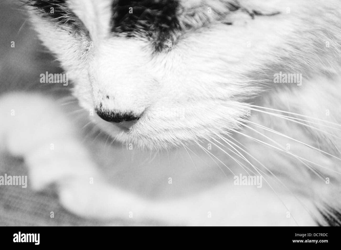 Gatto pigro Snoozing Foto Stock