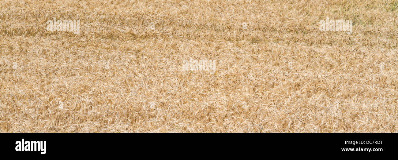Campo di grano in una soleggiata giornata estiva Foto Stock