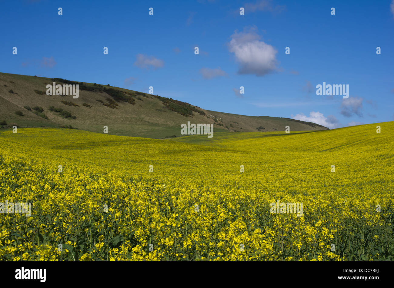 I campi di colza a Alfriston, East Sussex Foto Stock