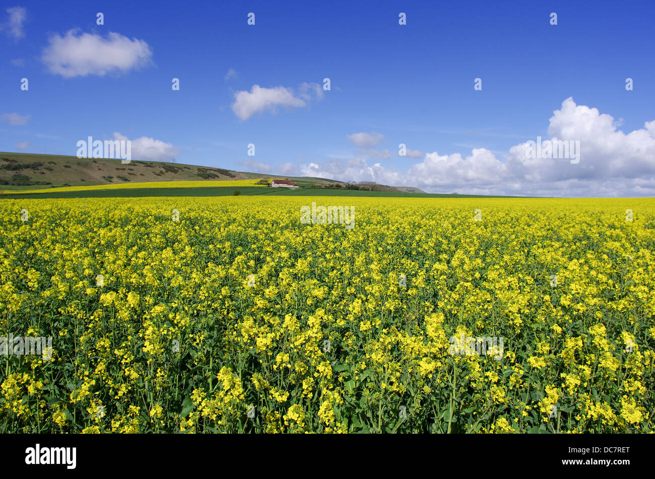 I campi di colza a Alfriston, East Sussex Foto Stock