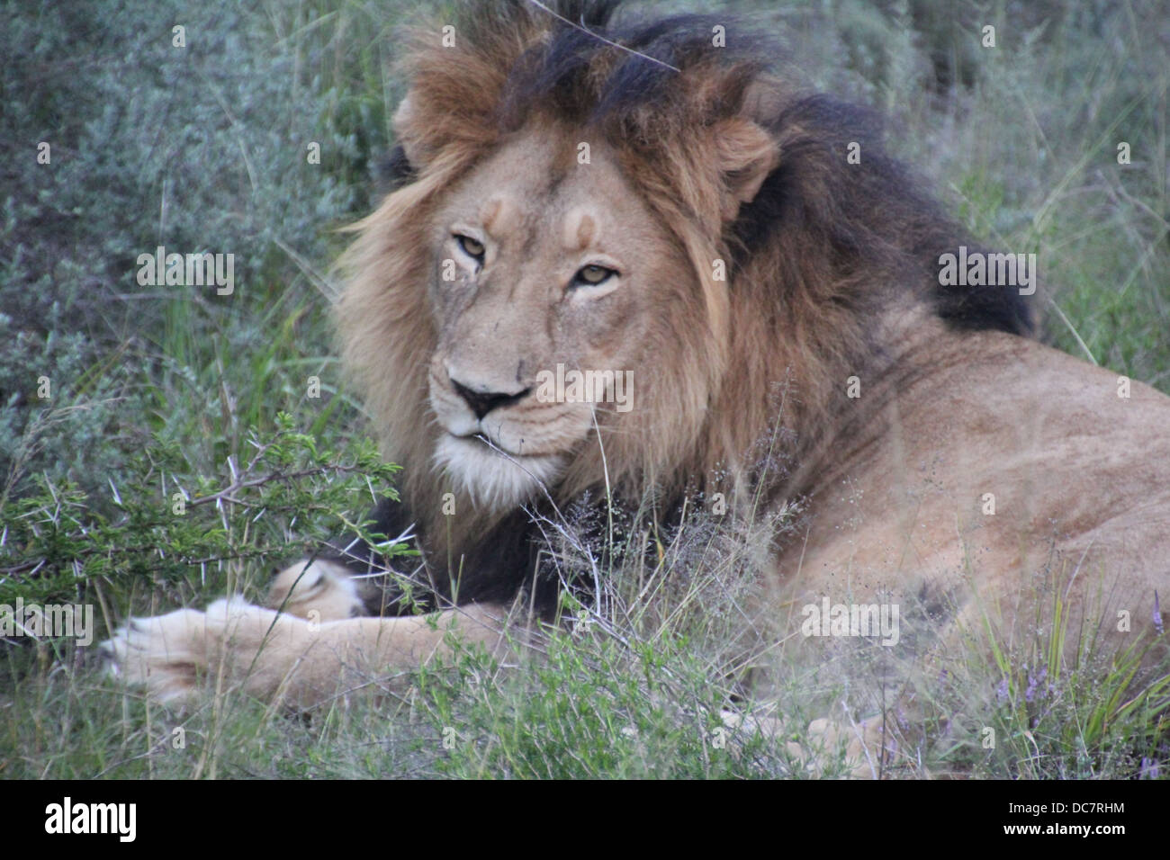 Molto contenti di Lion Foto Stock