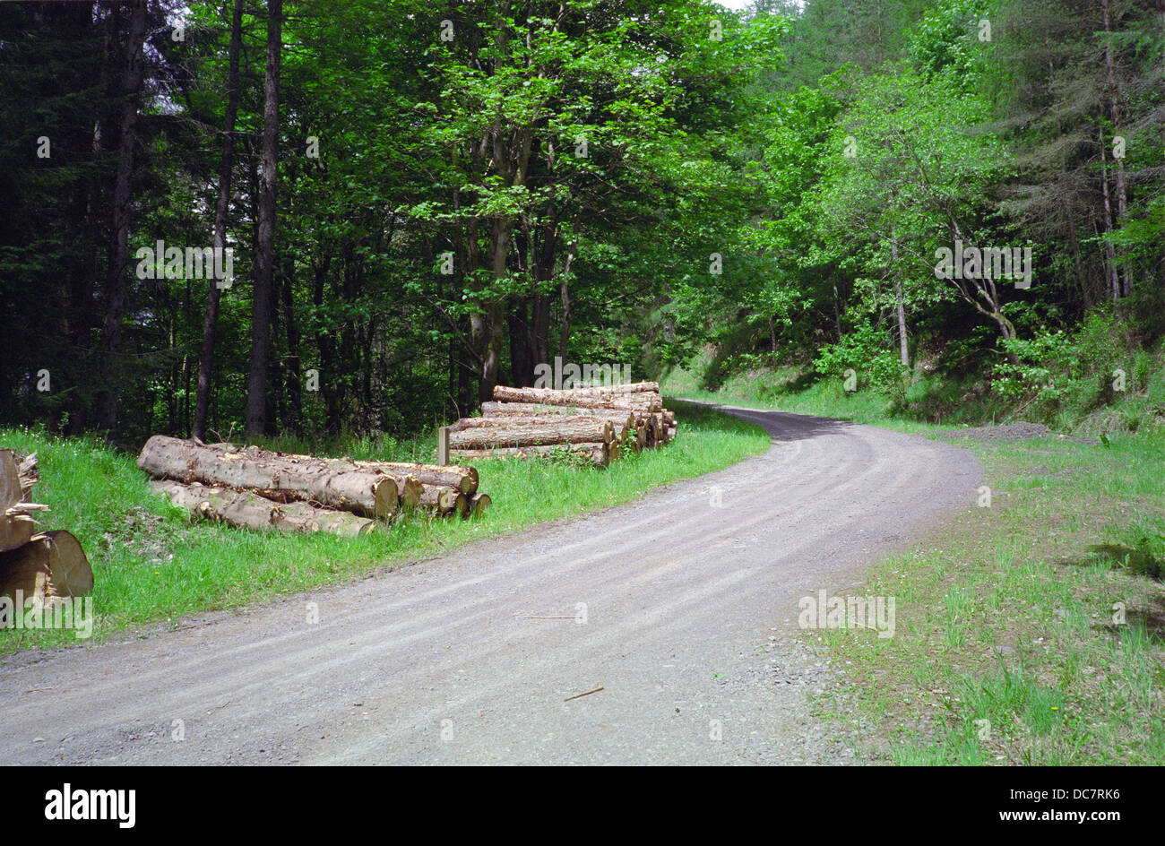 Craigieburn commissione forestale Road, Moffatdale, Dumfries & Galloway, Scotland, Regno Unito Foto Stock