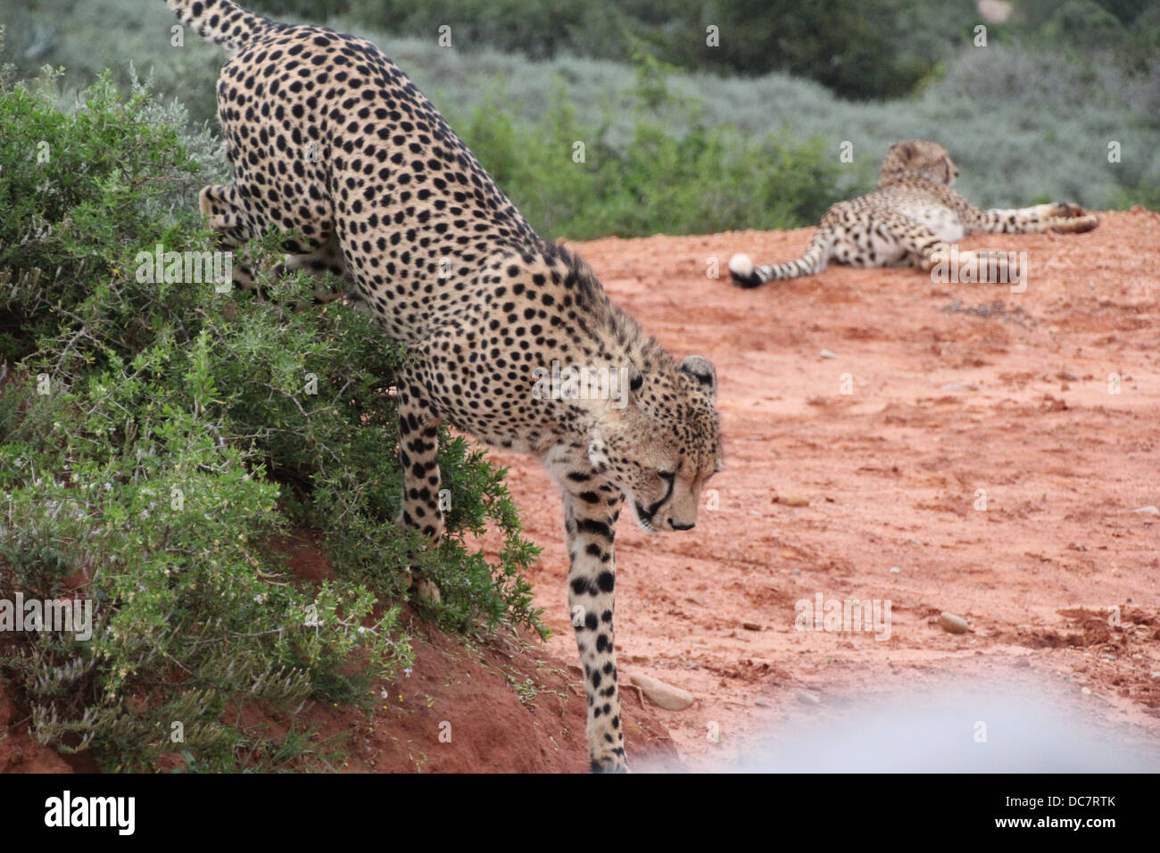 La bellissima Cheetah Foto Stock