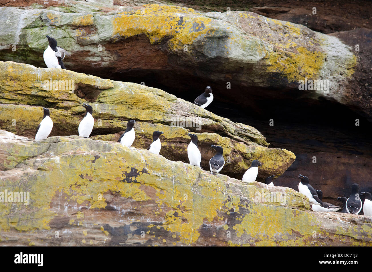 Razor-Biller Auks, alca torda torda, Ciboux isola, isola degli uccelli riserva ecologica, Nova Scotia Foto Stock