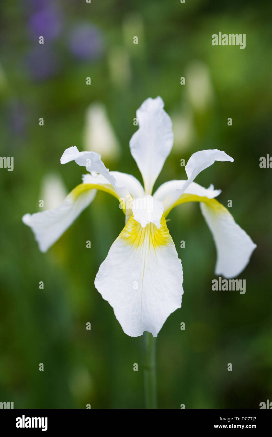 Iride bianco sibirica cresce in un confine erbacee. Foto Stock