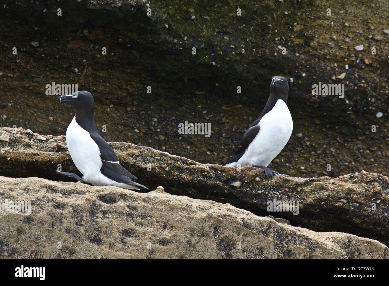 Razor-Billed Auks, alca torda torda, Hertford isola, isola degli uccelli riserva ecologica, Nova Scotia Foto Stock