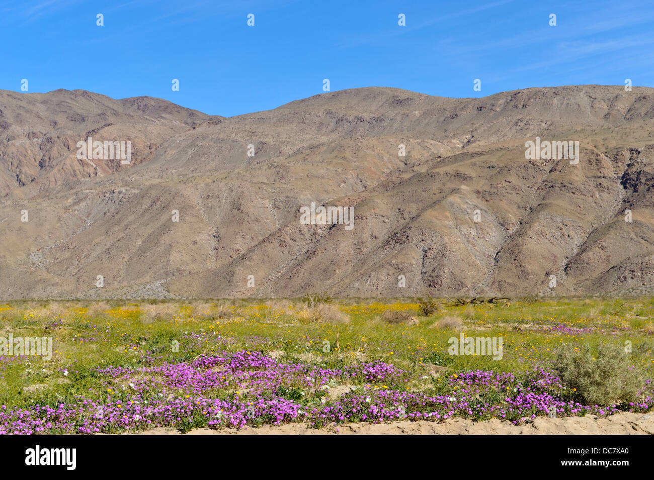 La verbena del deserto e di girasole, Henderson Canyon Road, Anza Borrego, CA 33949 090301 Foto Stock