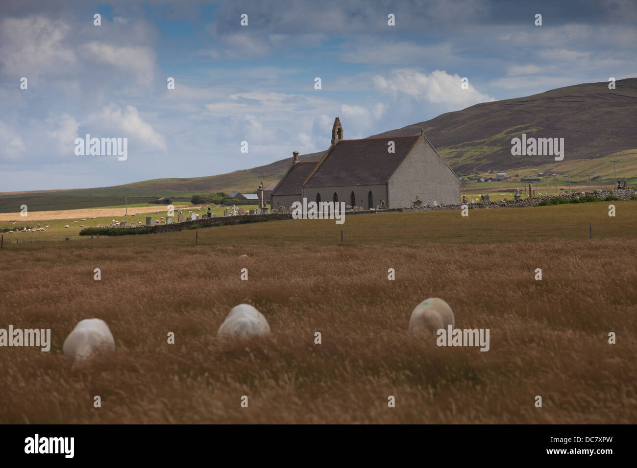 Paesaggio di orkney con la vecchia chiesa e pecore. Foto Stock