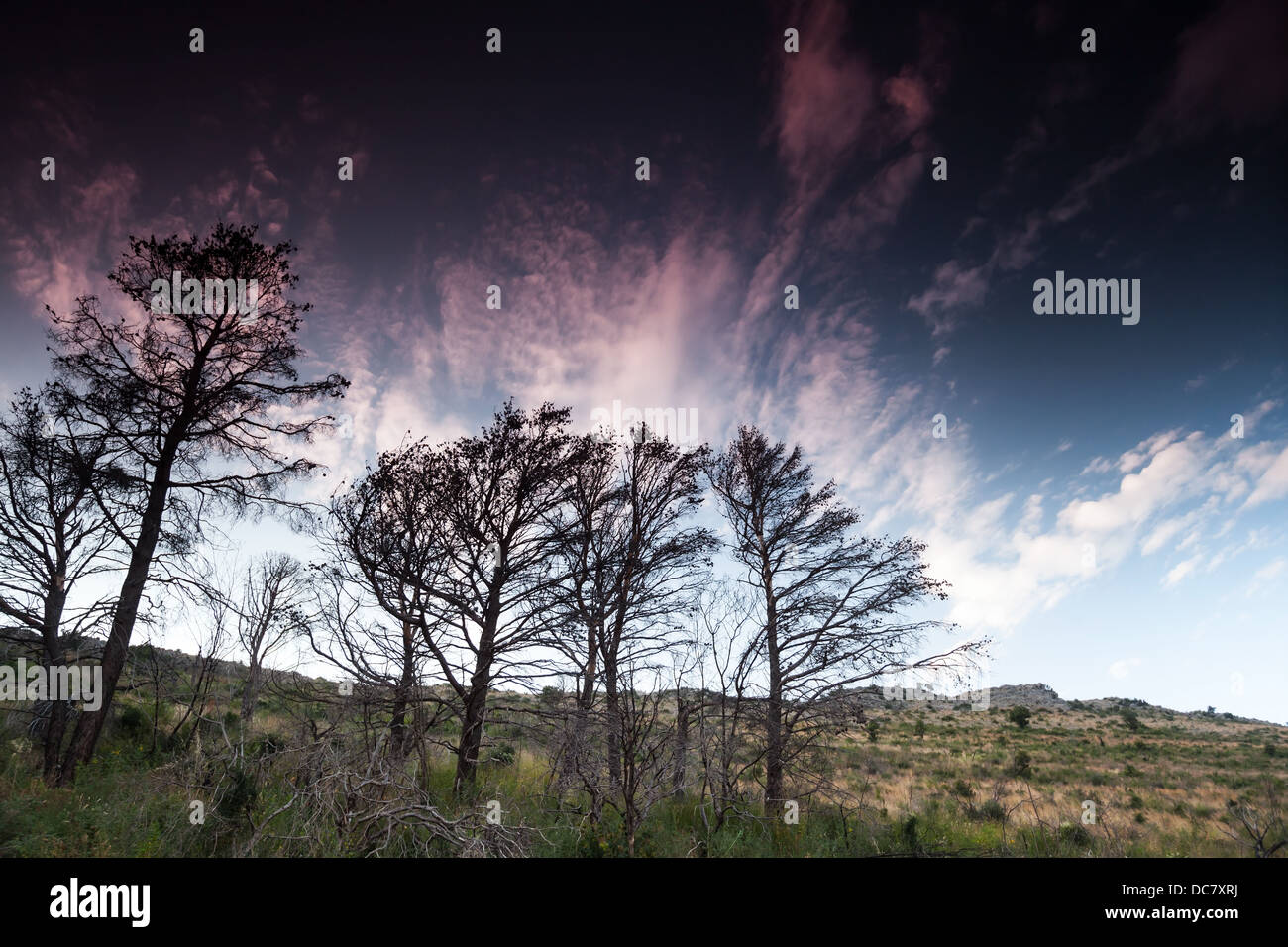 Morto di alberi di pino con drammatica profondo cielo blu su uno sfondo Foto Stock