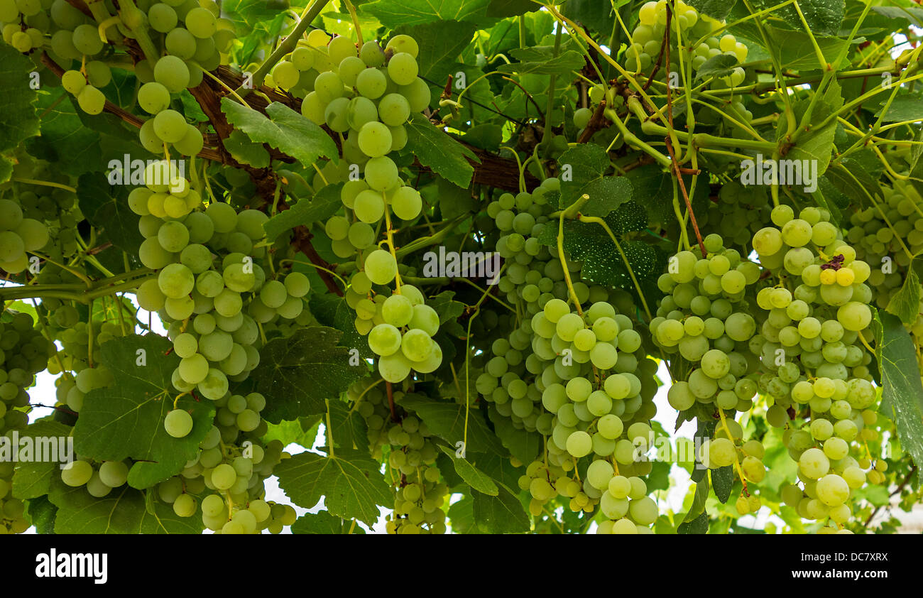 Vitigno in Polytunnel Vendemmia Foto Stock