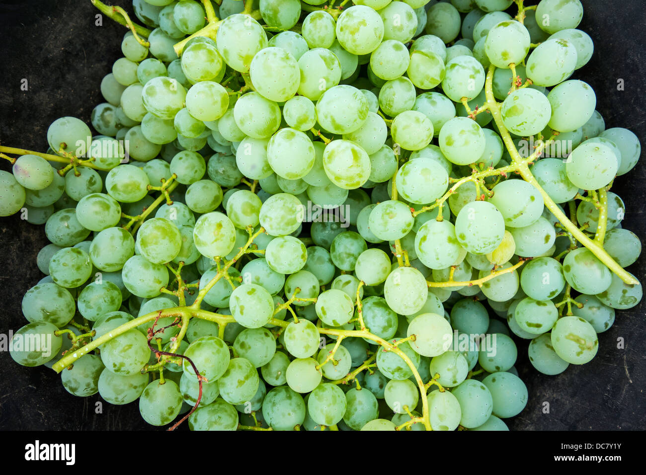 Le uve bianche pronto per la produzione del vino vendemmia Foto Stock