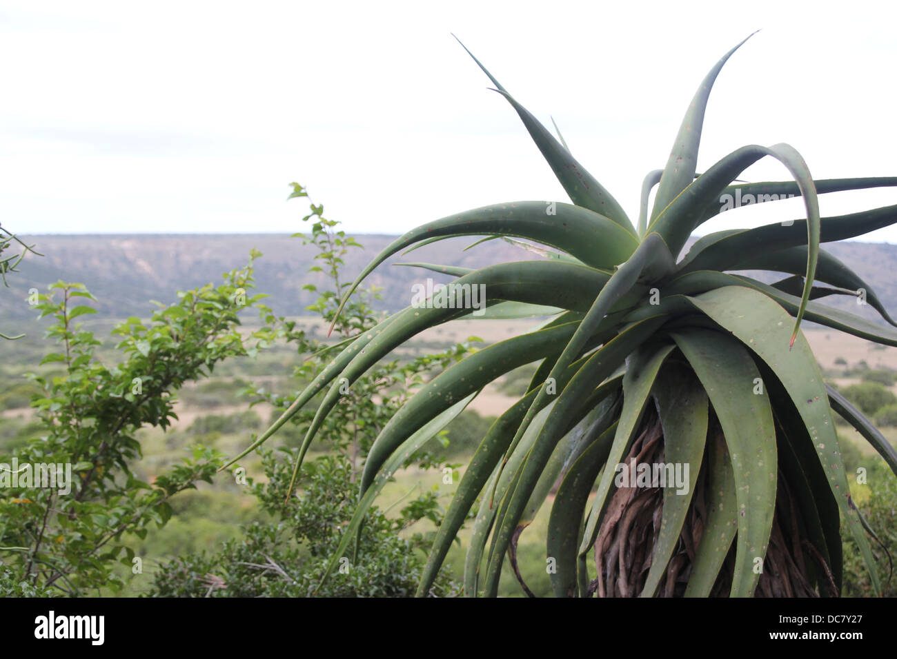 Un grande Aloe Foto Stock