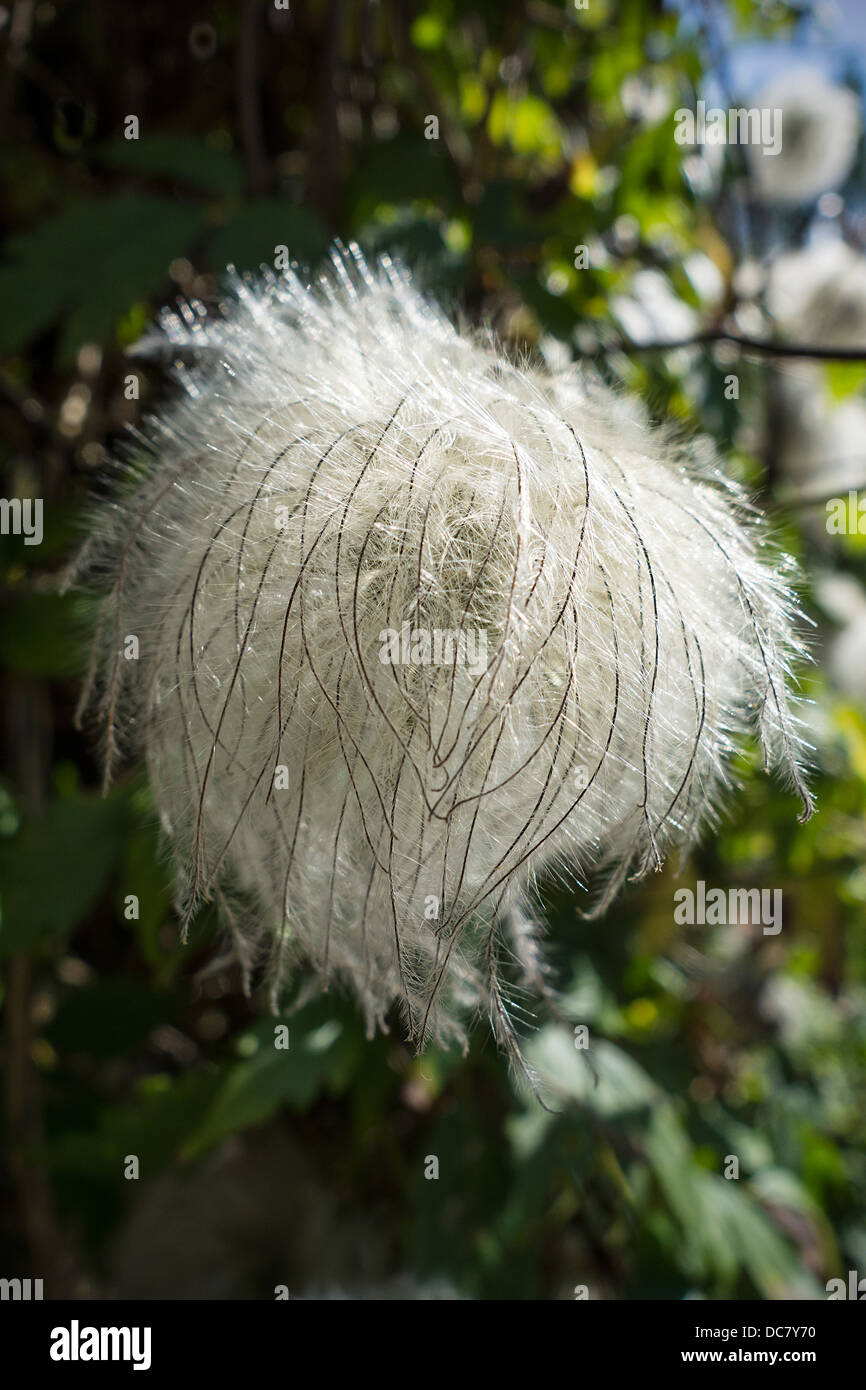 La clematide Feather sementi retroilluminato di testa Foto Stock