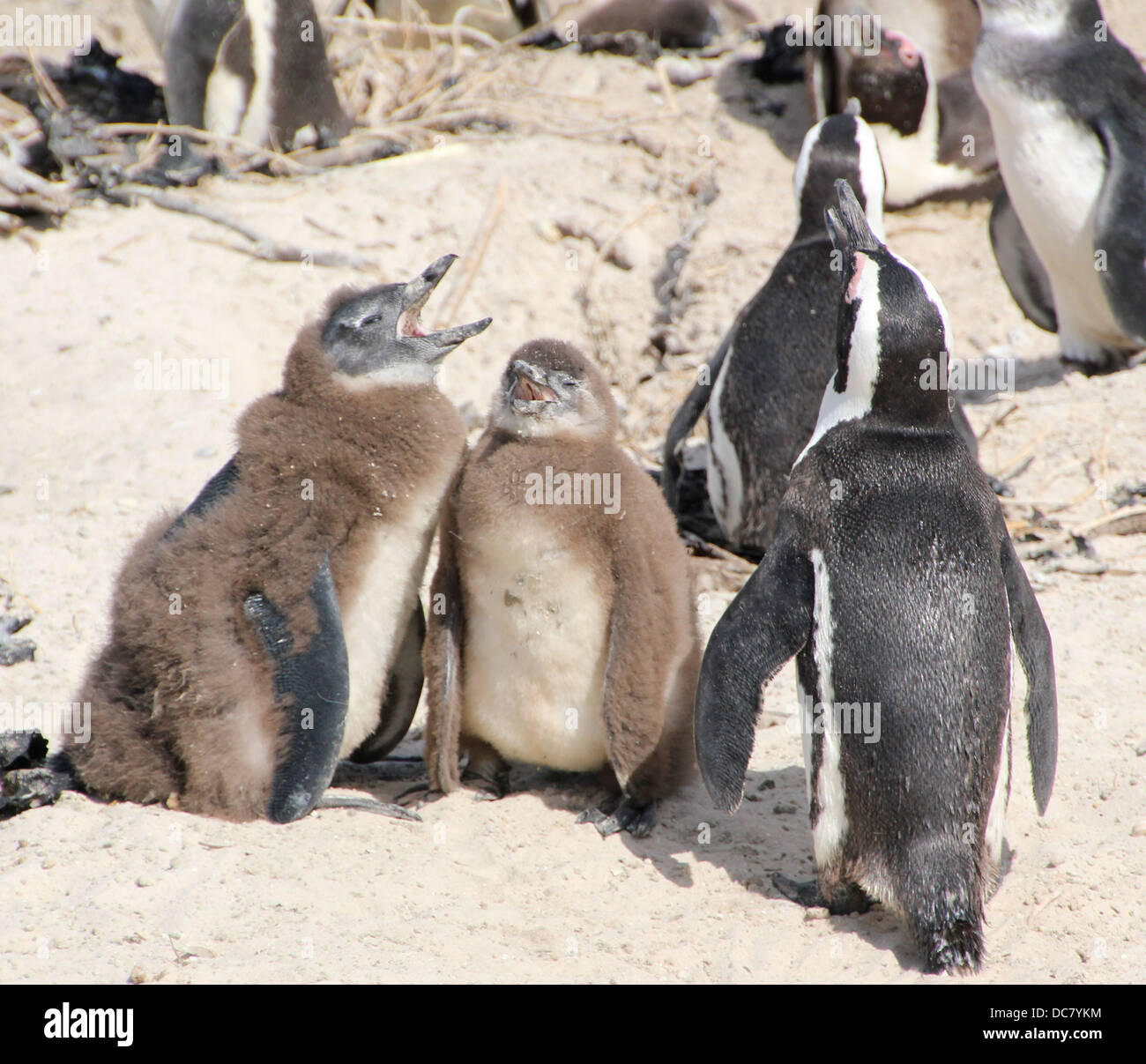 Un coro di pinguini Foto Stock