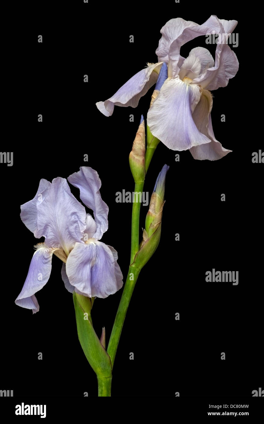 Iris (Iris germanica), forma ibrida Foto Stock