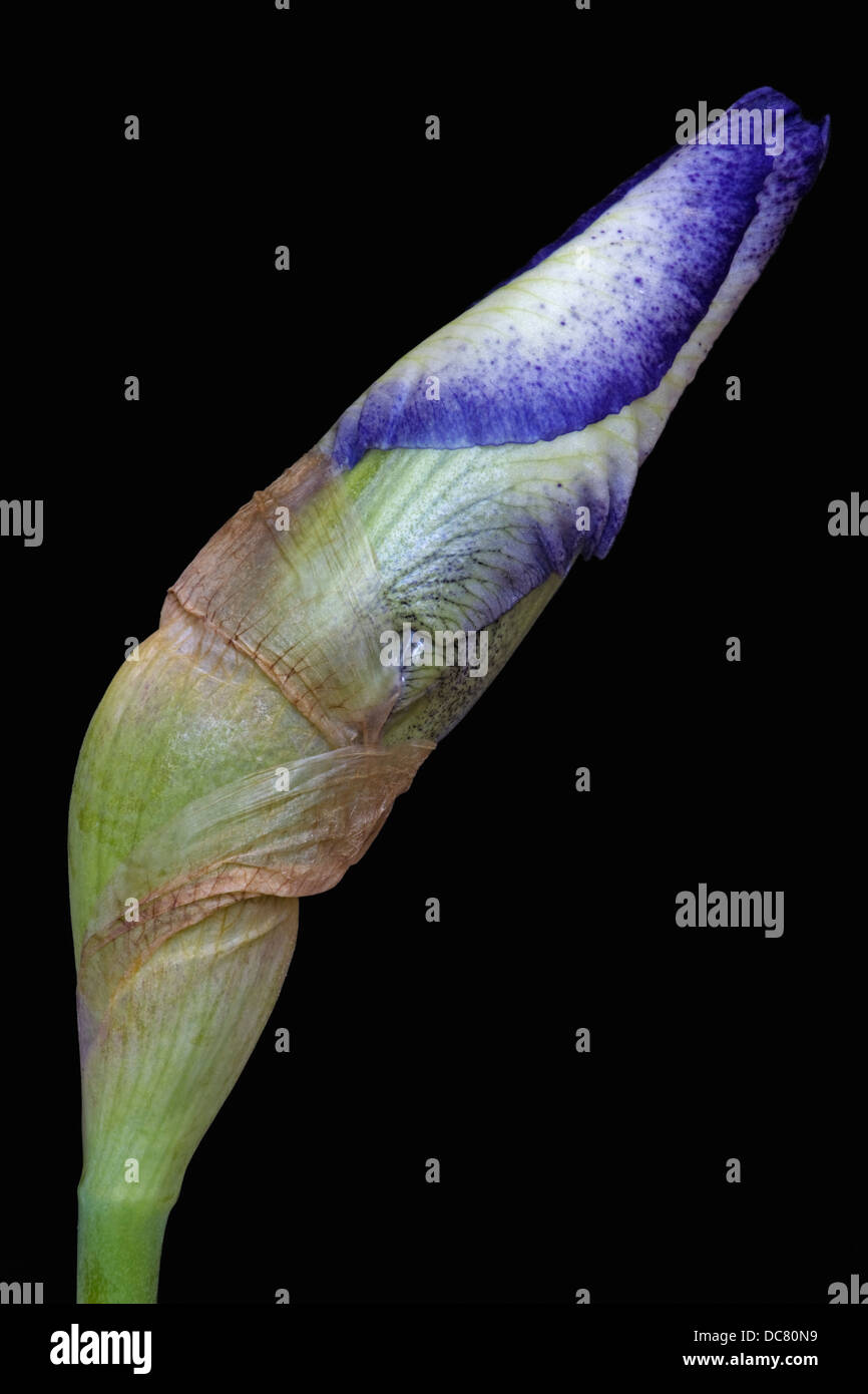 Iris (Iris germanica), forma ibrida Foto Stock