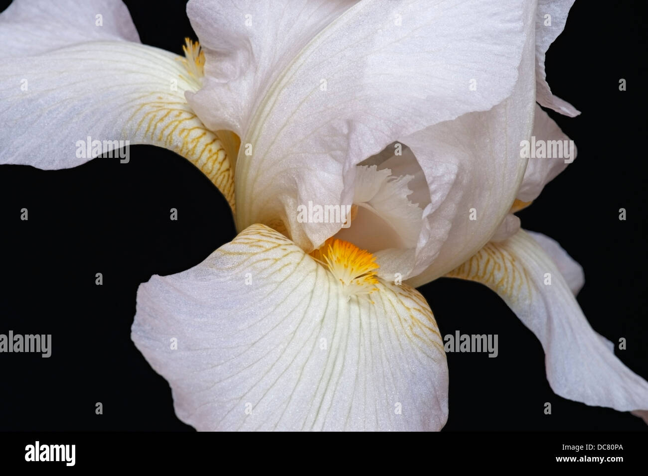 Iris (Iris germanica), forma ibrida Foto Stock