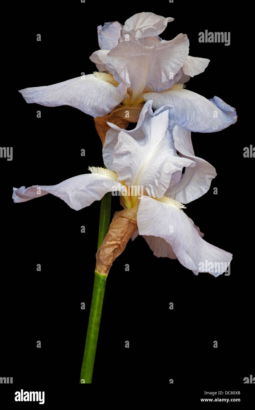 Iris (Iris germanica), forma ibrida Foto Stock