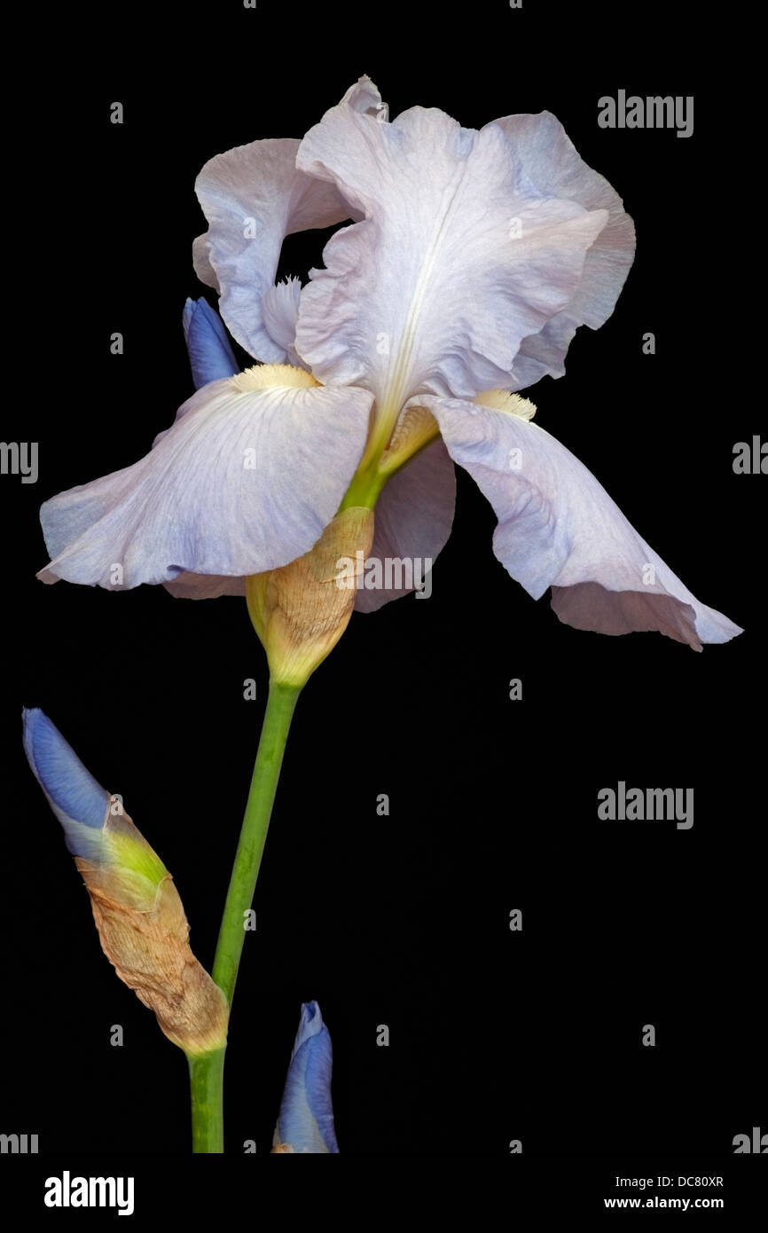 Iris (Iris germanica), forma ibrida Foto Stock