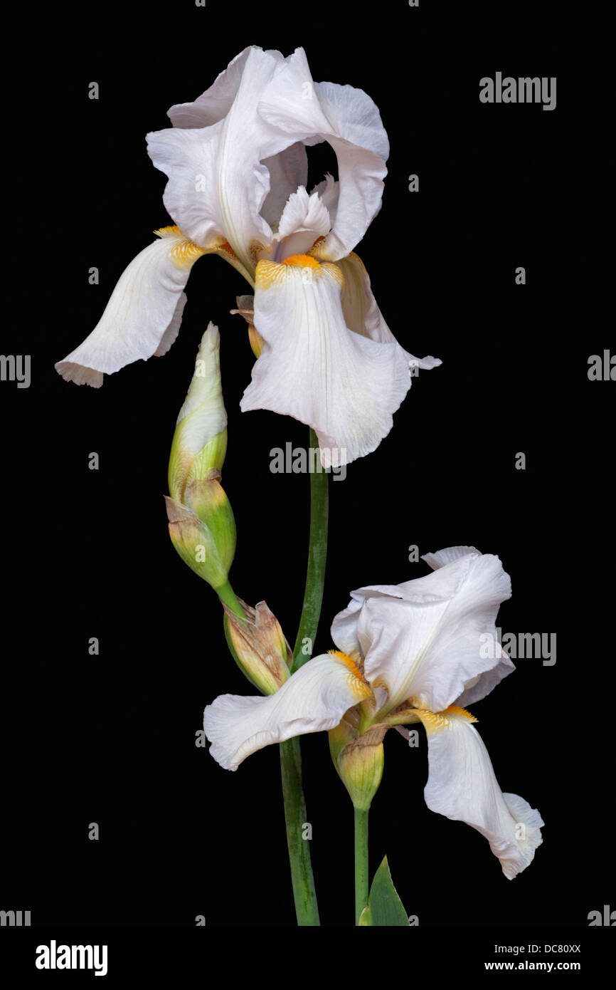 Iris (Iris germanica), forma ibrida Foto Stock