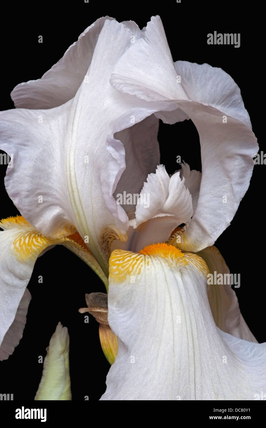 Iris (Iris germanica), forma ibrida Foto Stock