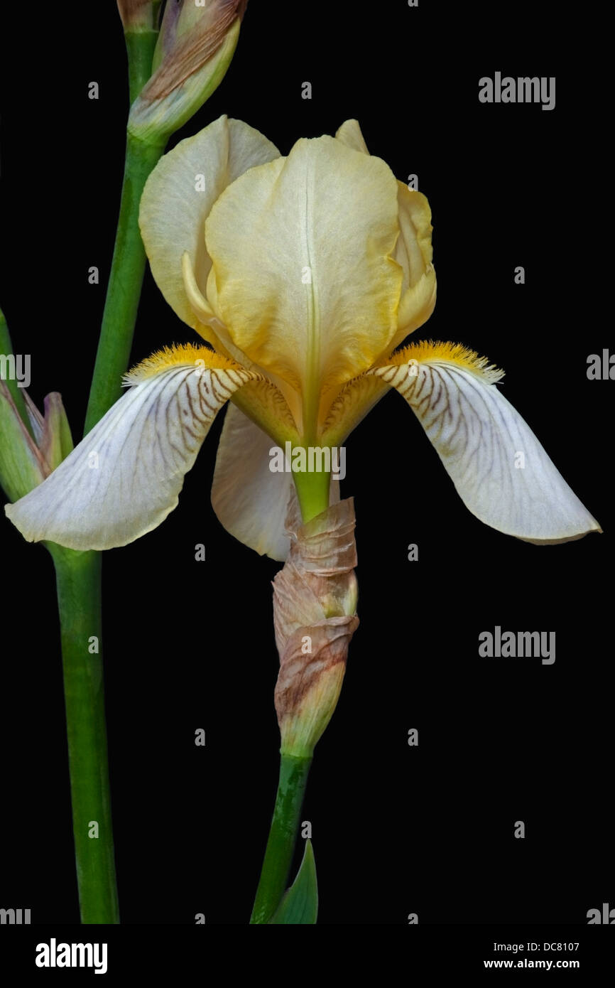 Iris (Iris germanica), forma ibrida Foto Stock