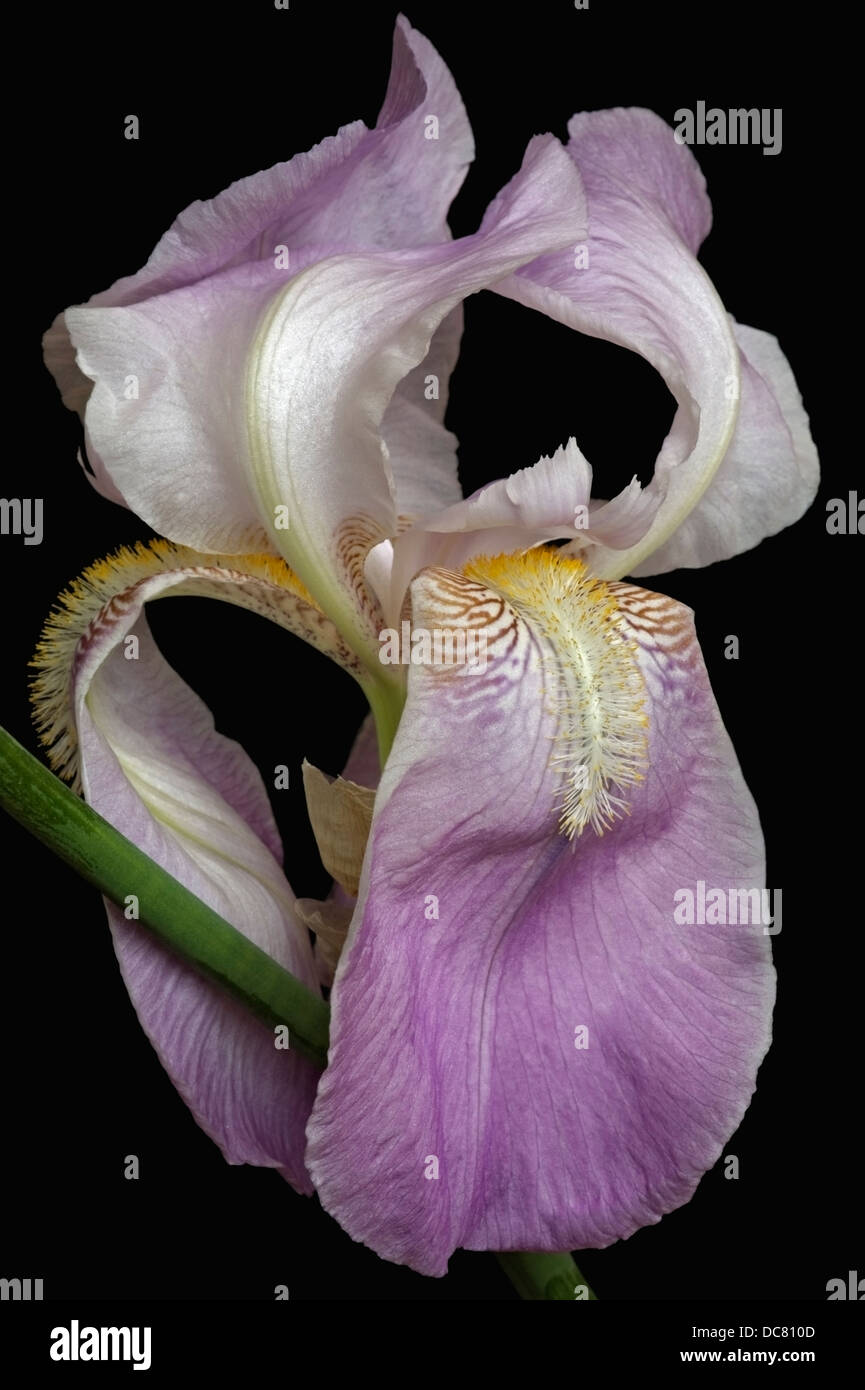 Iris (Iris germanica), forma ibrida Foto Stock